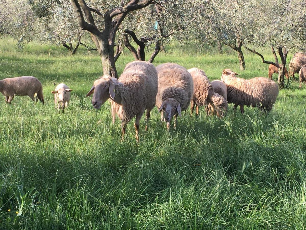 Agriturismo Casa Rosa 베로나 외부 사진